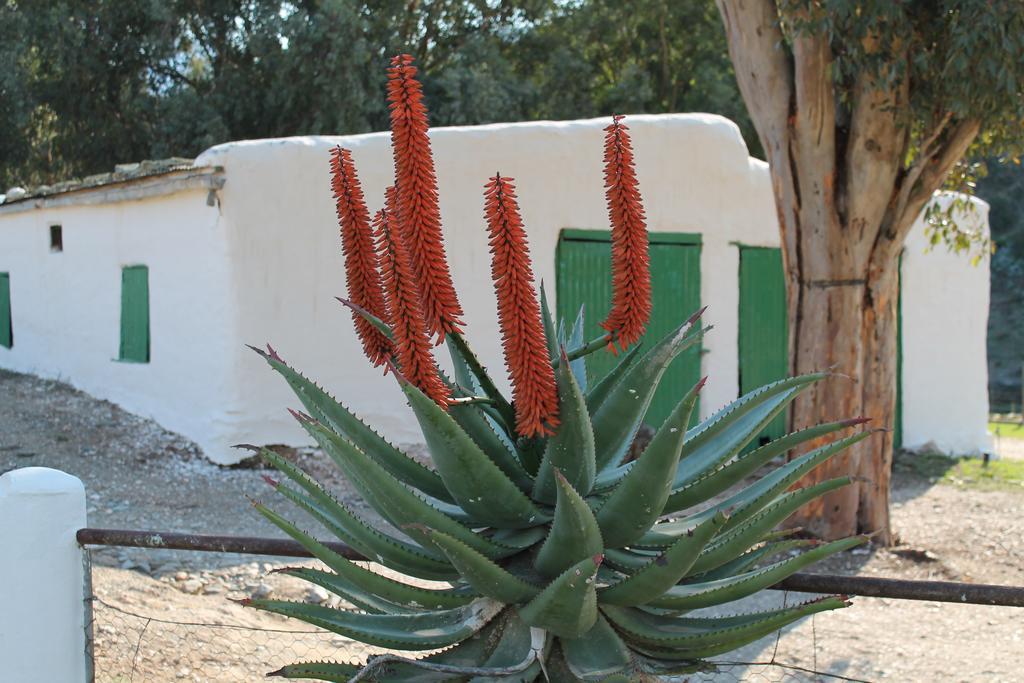 فيلا Matjiesvlei Guestfarm كاليتزدورب المظهر الخارجي الصورة